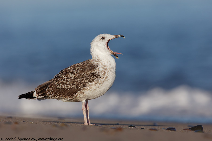 Great Black-backed Gull