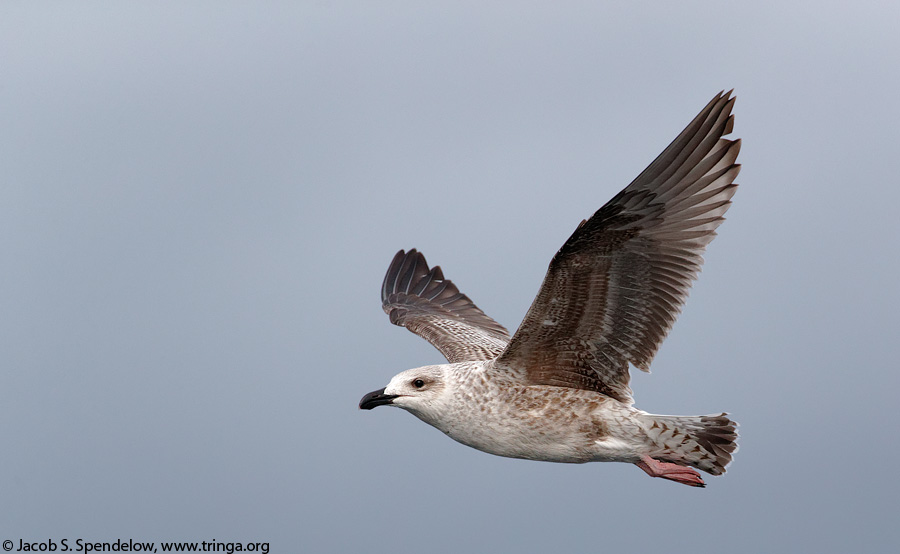 Great Black-backed Gull