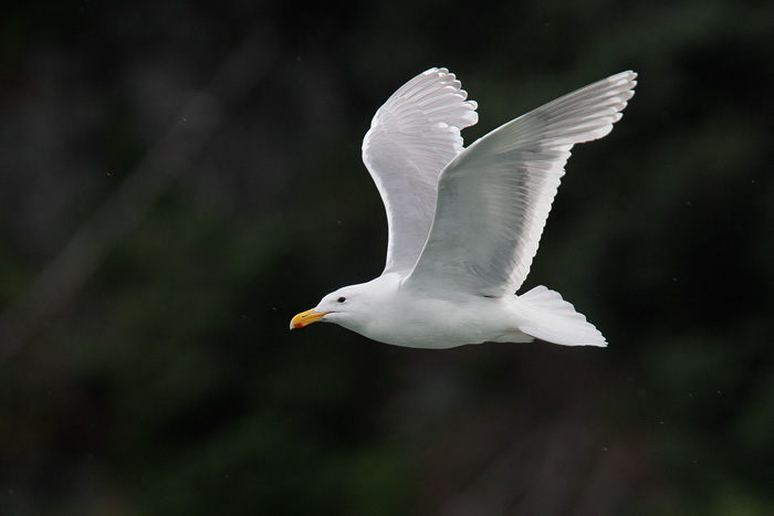 Glaucous-winged Gull