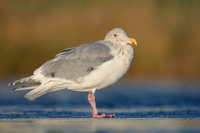 Glaucous-winged Gull X Western Gull (Olympic Gull)