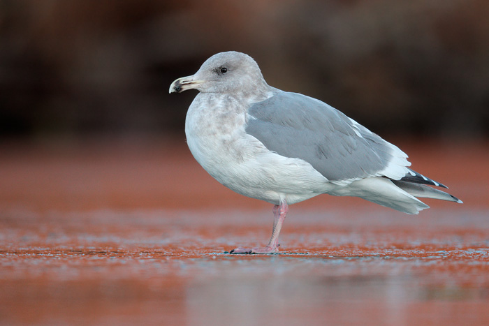 Glaucous-winged Gull X Western Gull (Olympic Gull)