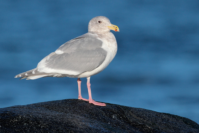 Glaucous-winged Gull