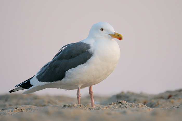 Western Gull