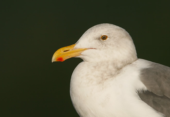 Western Gull