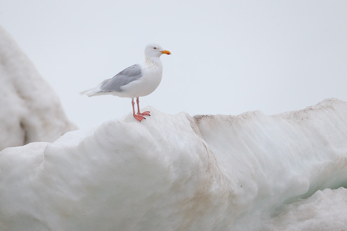 Glaucous Gull