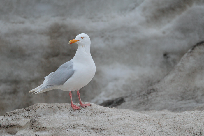 Glaucous Gull