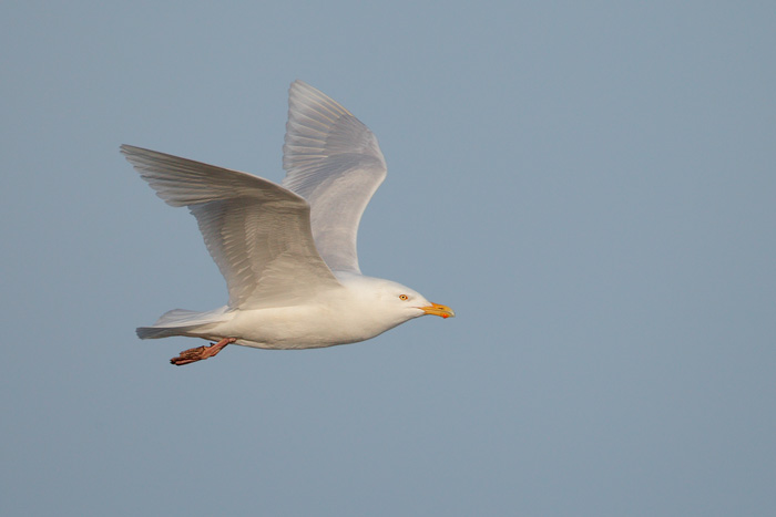 Glaucous Gull