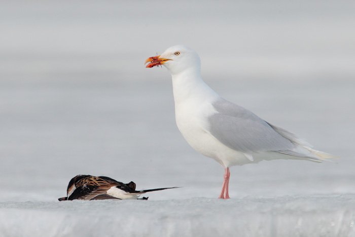 Glaucous Gull