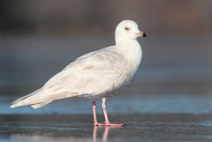 Iceland Gull