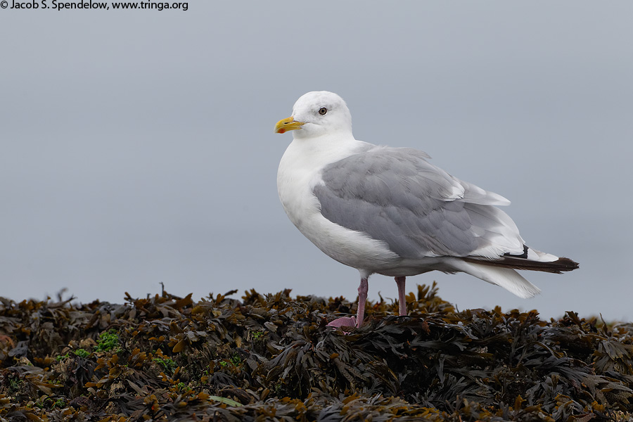 Iceland (Thayer's) Gull