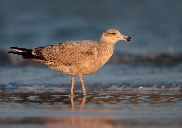 Herring Gull