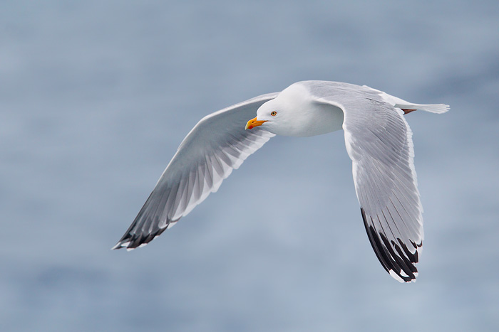 Herring Gull