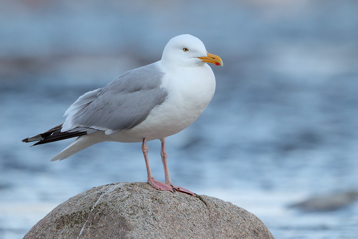 Herring Gull