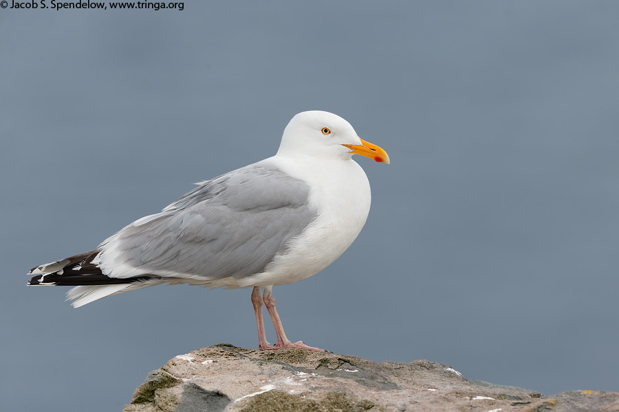 Herring Gull