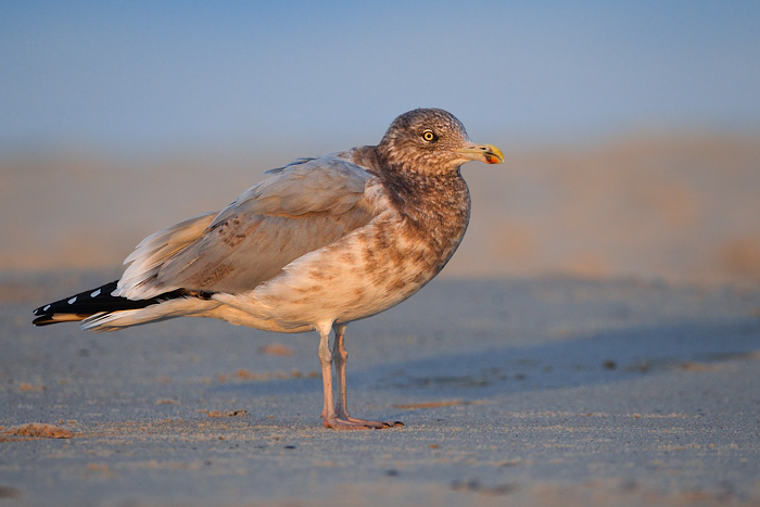 Herring Gull