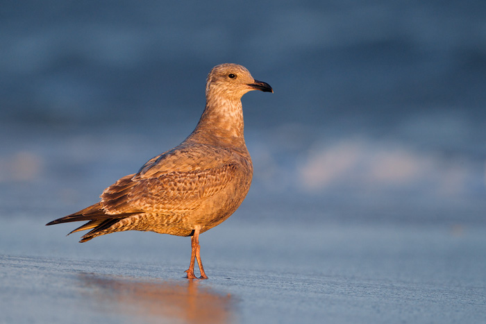 Herring Gull