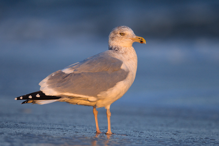 Herring Gull