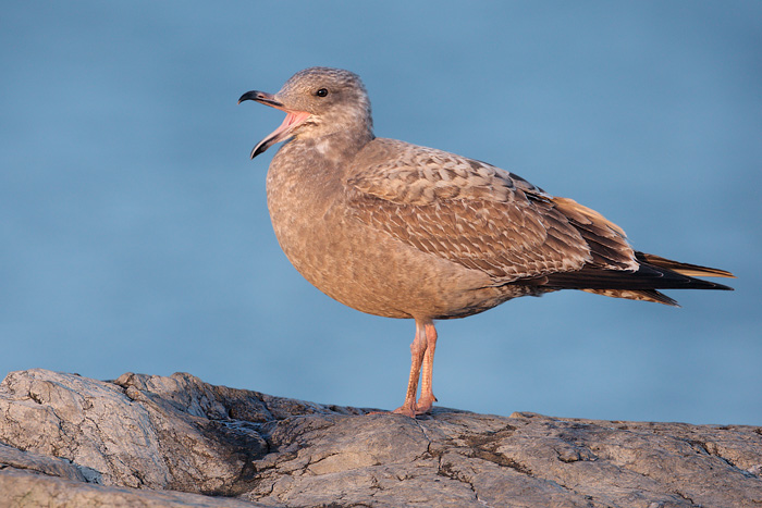 Herring Gull