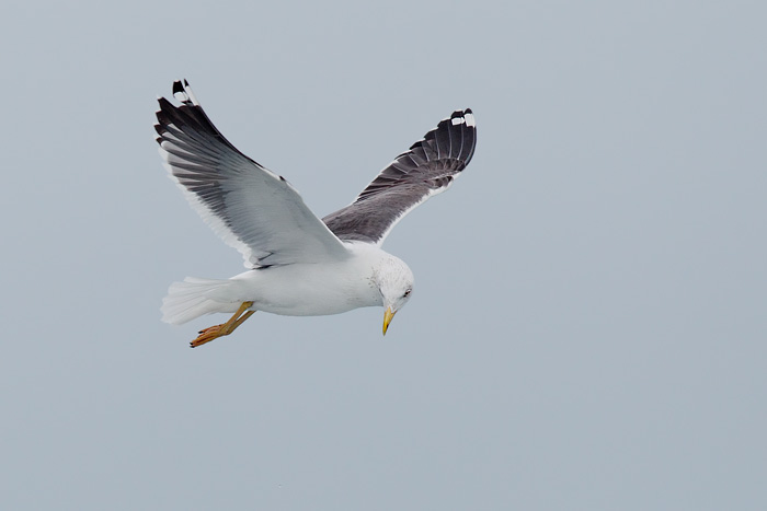 Lesser Black-backed Gull