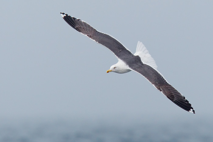 Lesser Black-backed Gull