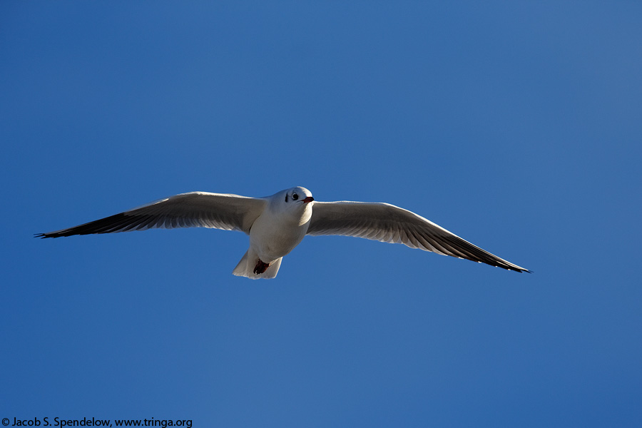 Black-headed Gull