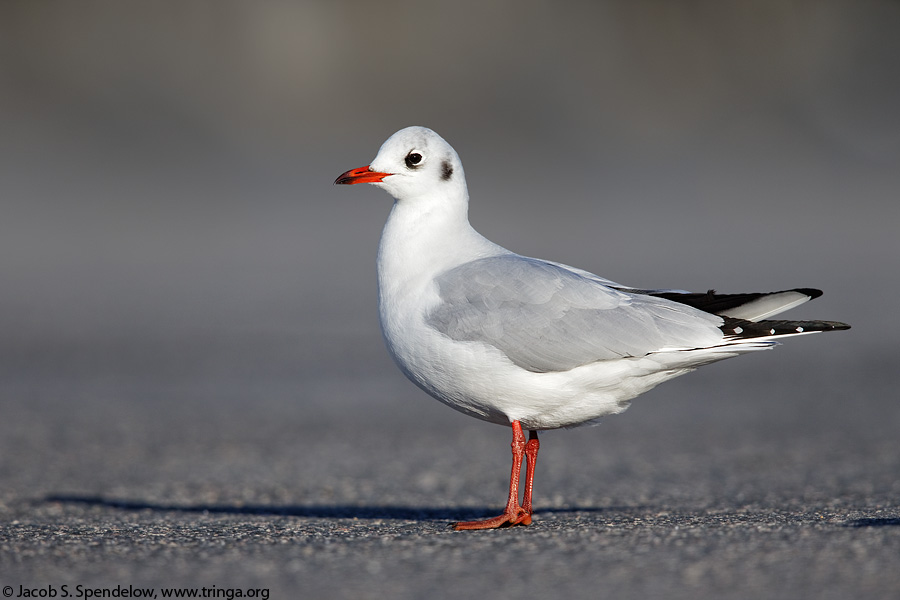 Black-headed Gull