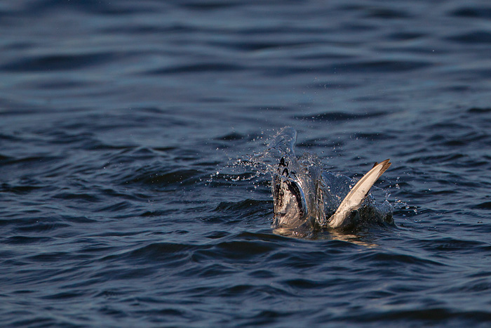 Bonaparte's Gull