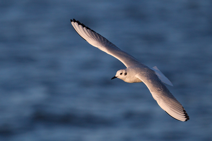 Bonaparte's Gull