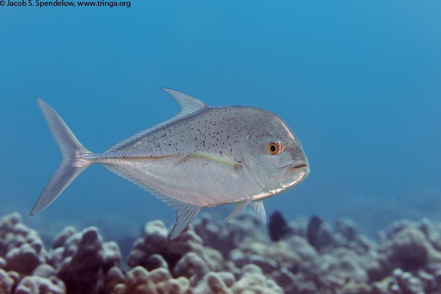 Giant Trevally