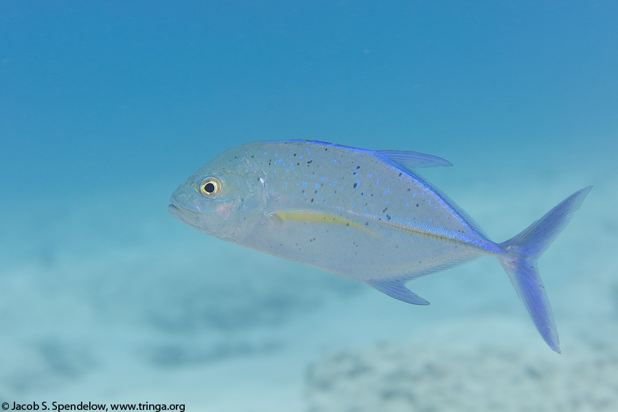 Bluefin Trevally