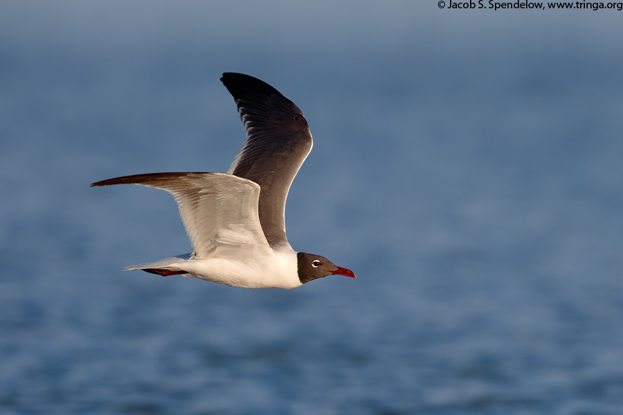 Laughing Gull