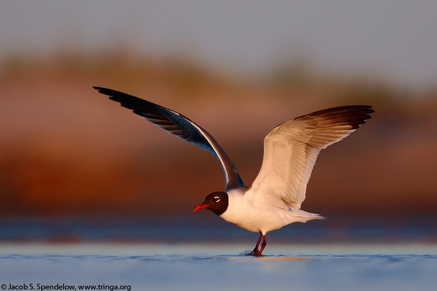 Laughing Gull