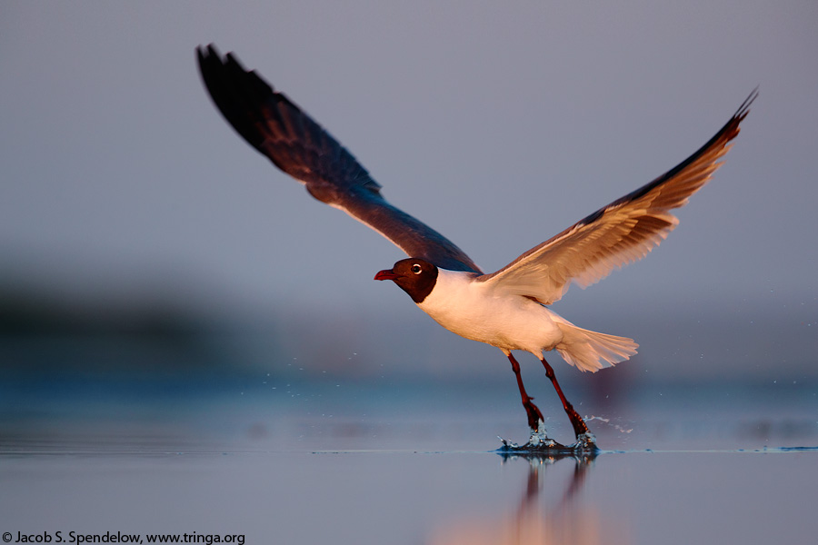 Laughing Gull