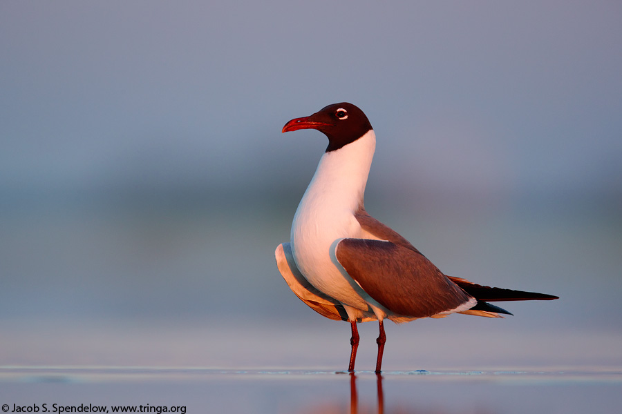 Laughing Gull