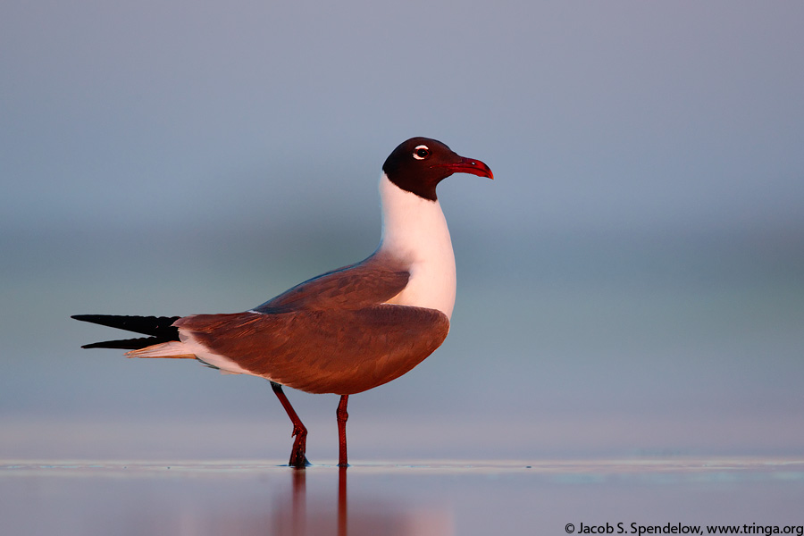 Laughing Gull