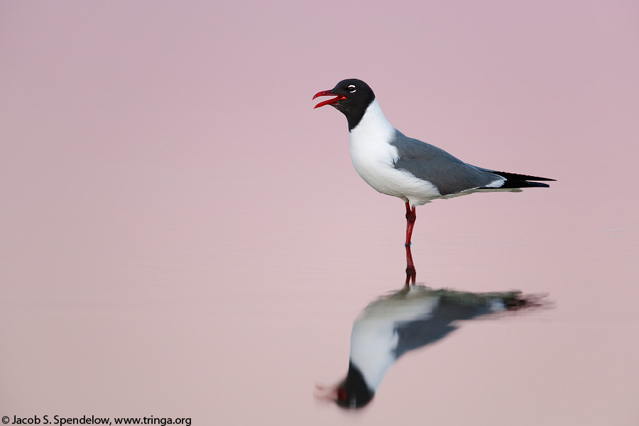 Laughing Gull