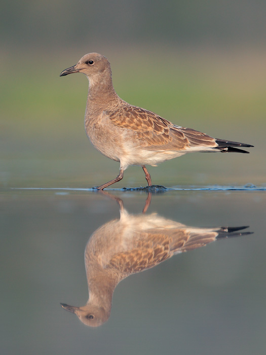 Laughing Gull