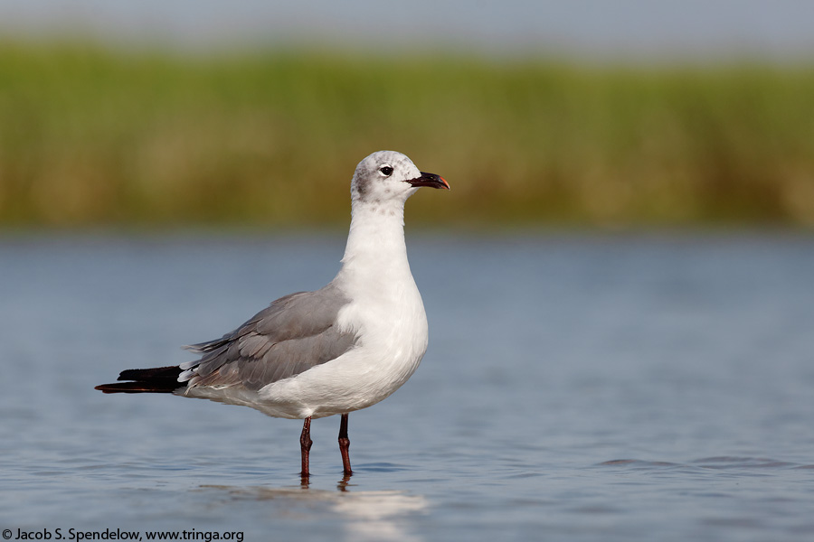 Laughing Gull