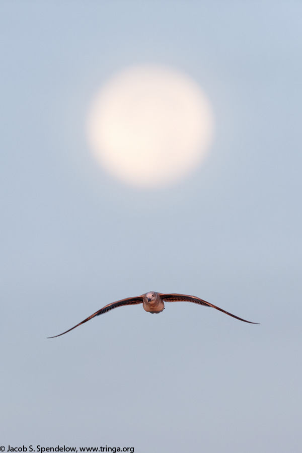 Laughing Gull