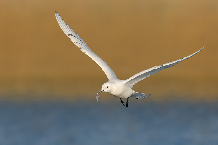 Ivory Gull