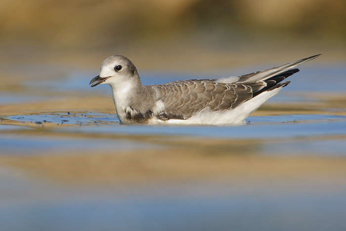 Sabine's Gull