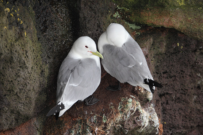 Black-legged Kittiwake