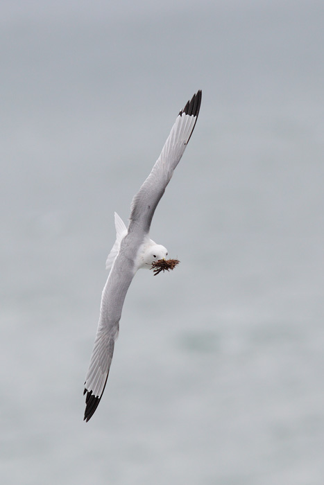 Black-legged Kittiwake