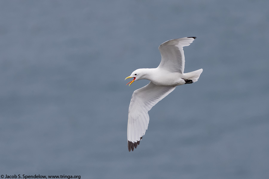 Black-legged Kittiwake