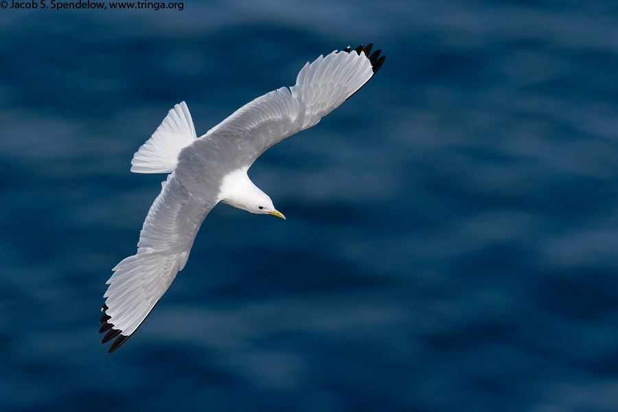 Black-legged Kittiwake