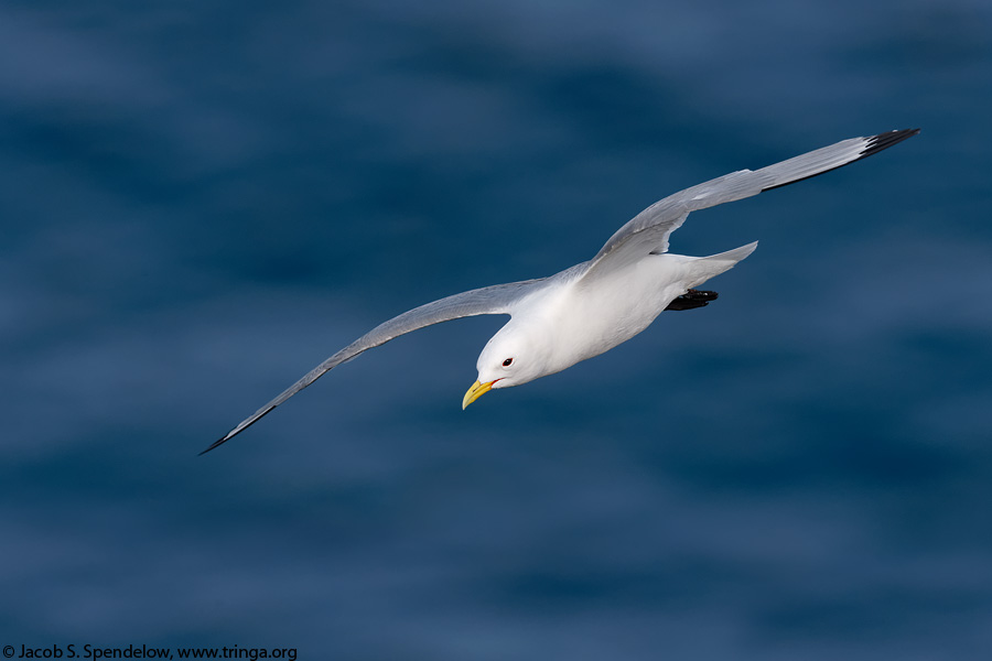 Black-legged Kittiwake