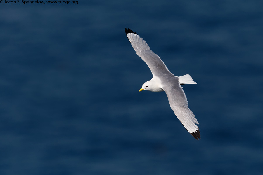 Black-legged Kittiwake