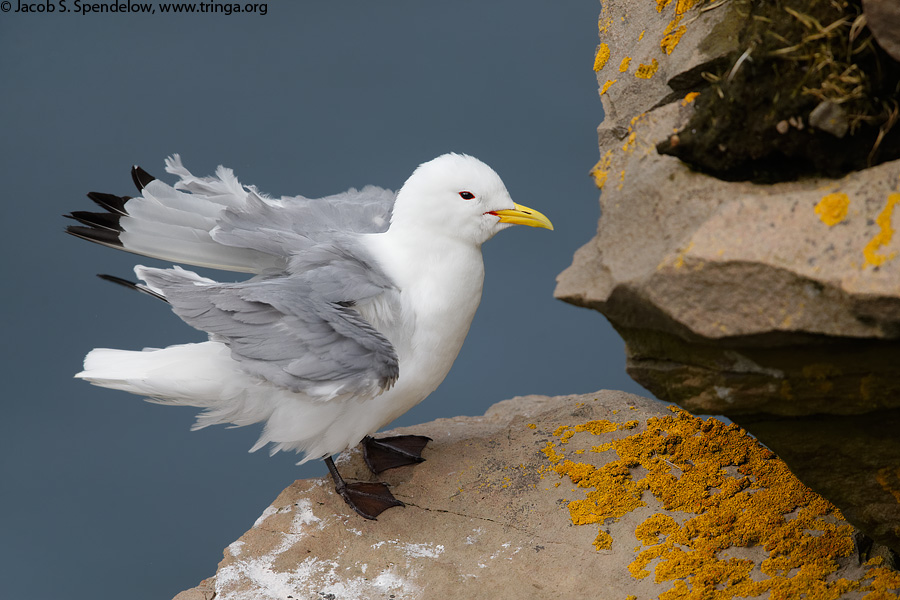 Black-legged Kittiwake