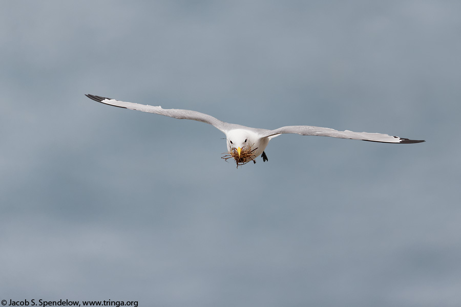 Black-legged Kittiwake