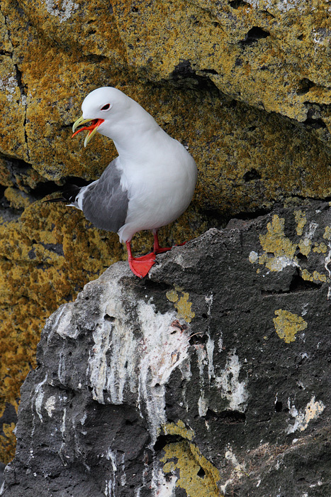 Red-legged Kittiwake